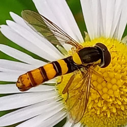 Sphaerophoria taeniata